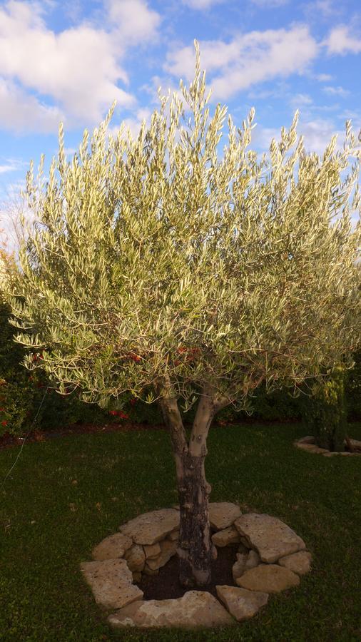 Bed and Breakfast Les Trois Oliviers Forcalquier Esterno foto